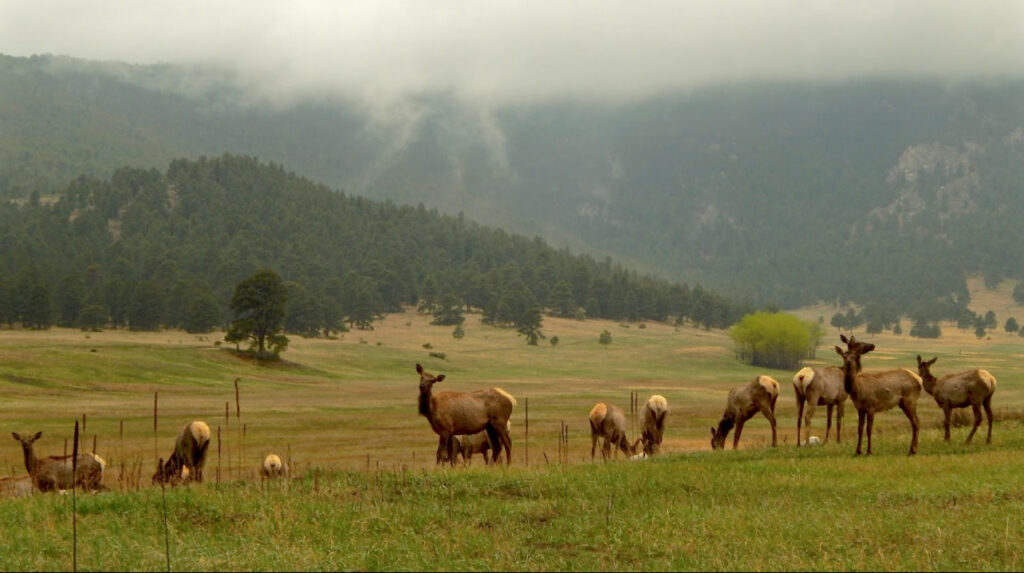 Elk Meadow Wildlife