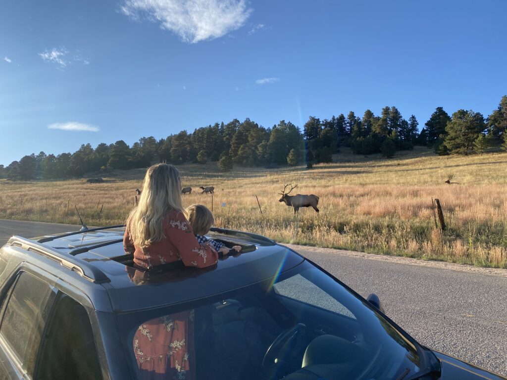 Elk Meadow Wildlife