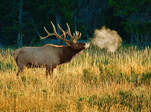 Elk Meadow