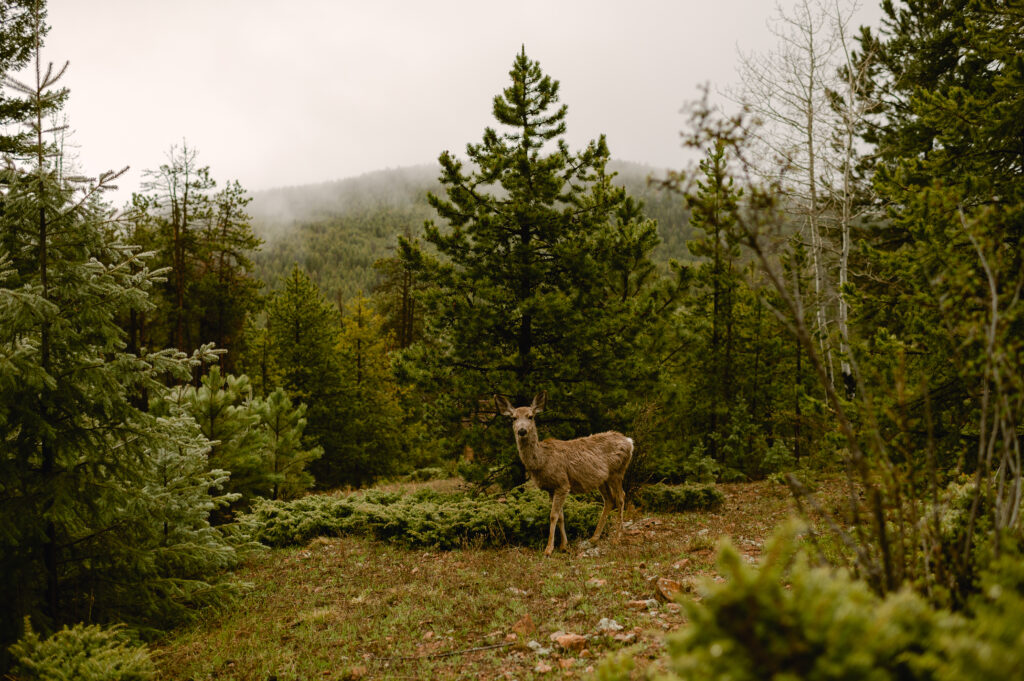 Living in Evergreen Colorado