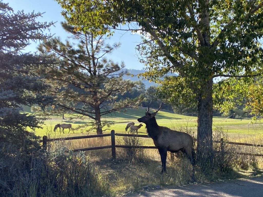 Elk Rut in Evergreen