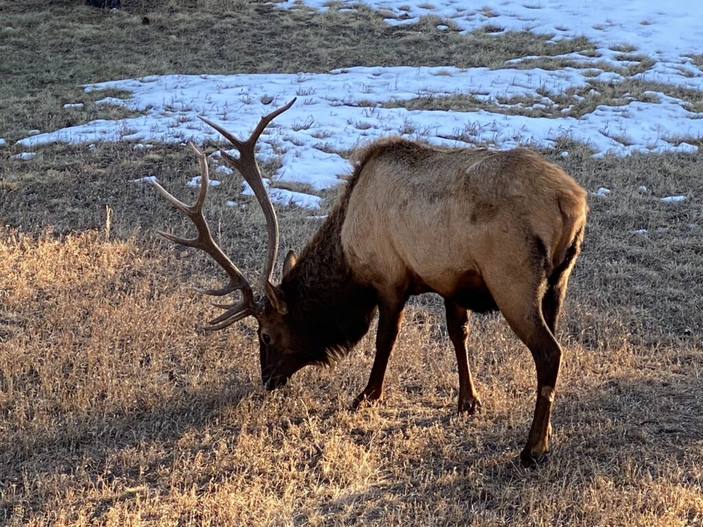Elk Rut in Evergreen