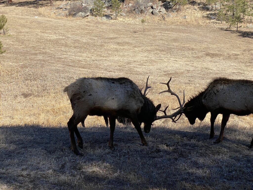 Elk Rut in Evergreen