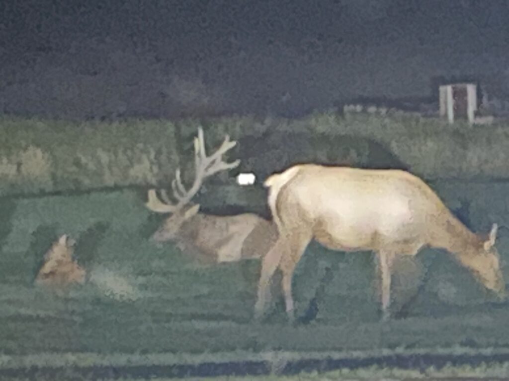 Elk Rut in Evergreen