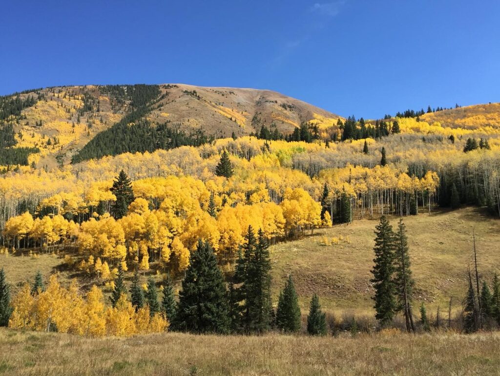 Fall Activities in Evergreen