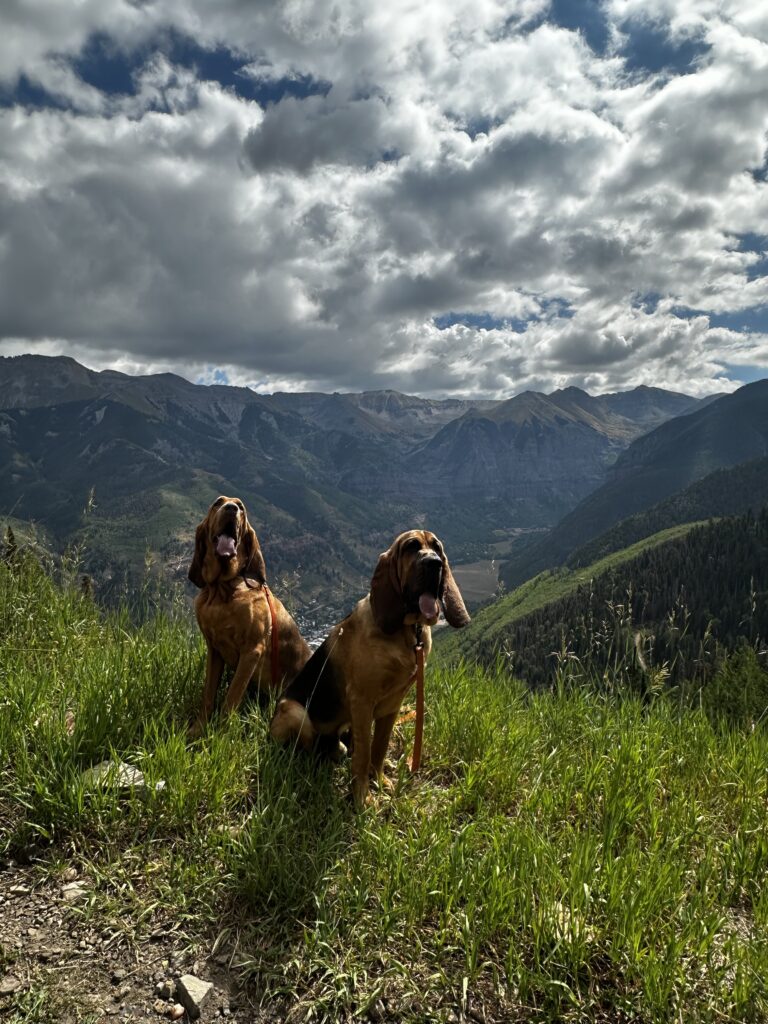 Where to Take Your Dog in Evergreen, CO