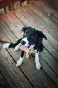 Where to Take Your Dog in Evergreen, CO