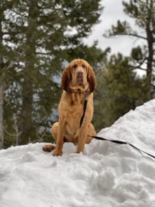 Winter Activities in Evergreen